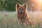 adult Harz Fox