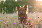 adult Harz Fox