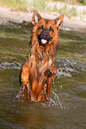 adult Harz Fox