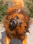 adult Harz Fox