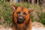 adult Harz Fox