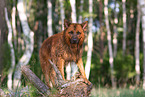 adult Harz Fox