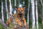 adult Harz Fox