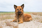 adult Harz Fox