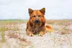 adult Harz Fox