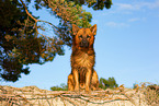 adult Harz Fox