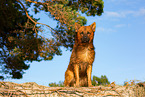 adult Harz Fox