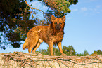 adult Harz Fox