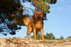 adult Harz Fox