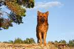 adult Harz Fox