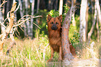 adult Harz Fox