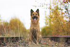 Harz Fox