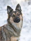 Harz Fox in winter