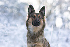 Harz Fox in winter