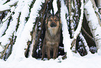 Harz Fox in winter