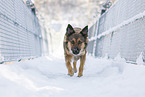 Harz Fox in winter
