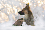 Harz Fox in winter