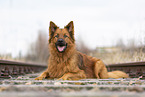 Harz Fox