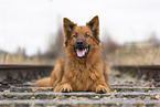 Harz Fox