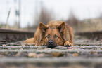 Harz Fox