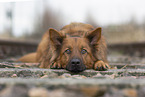 Harz Fox