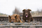 2 dogs