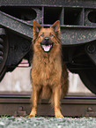 Harz Fox