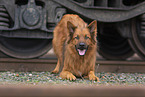 Harz Fox