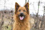 Harz Fox