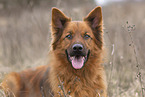 Harz Fox