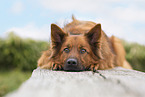 Harz Fox
