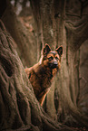 male Harz Fox