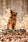Harzer Fuchs in autumn