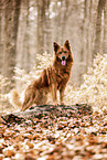 Harzer Fuchs in autumn