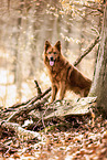 Harzer Fuchs in autumn