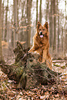 Harzer Fuchs in autumn