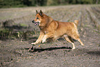 Harz Fox