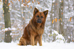Harz Fox