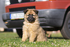 Harz Fox Puppy