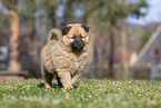 Harz Fox Puppy