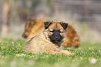 Harz Fox