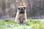 Harz Fox Puppy