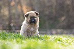 Harz Fox Puppy