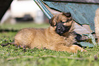 Harz Fox Puppy