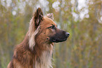 Harz Fox