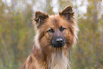 Harz Fox