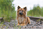Harz Fox