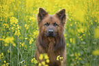 Harz Fox