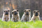 Harz Fox