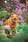 male Harz Fox